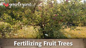 Fruit trees like apples, pears and prunes generally need fertilizer. How To Fertilize Fruit Trees 13 Steps With Pictures Wikihow