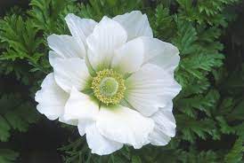 Beautiful Anemone Varieties For The Garden And Vase Anemone Flower Amazing Flowers Anemone