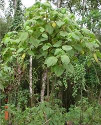 Image result for Dombeya torrida