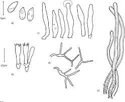 The species of this genus are found in europe, northern america and australia. Figure 3 From Notes On Corticioid Fungi Of The Czech Republic I Phlebia Acanthocystis And Phlebia Bispora Meruliaceae Semantic Scholar