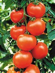 Maybe you would like to learn more about one of these? Sweet Chelsea Tomato Seeds Tomato Container Gardening Tomato Garden Tomato Tree