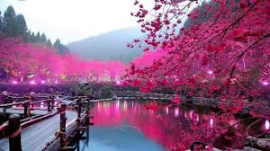 Tons of awesome sakura wallpapers to download for free. Sakura Wallpaper Hd Fur Android Apk Herunterladen