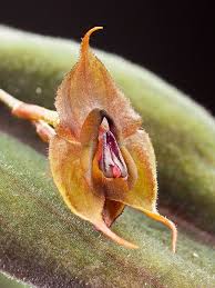 Image result for Polystachya aconitiflora