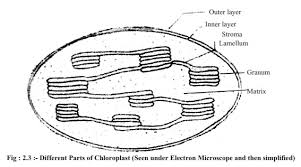 Chloroplast and mitochondria are two organelles found in the cell. Structure And Functions Of Chloroplast