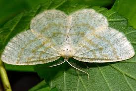 Black And Red Caterpillar Uk Common Wave Cabera Exanthemata Moth Caterpillar Moth Insects