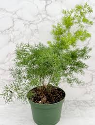 Image result for Asparagus macowanii