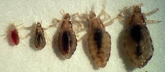 Image result for lice vs nits