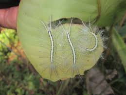 Image result for Psychotria mildbraedii