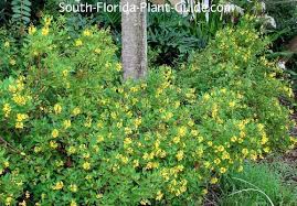 (evolvulus glomeratus) grows 8 to 10 inches tall and is often used as a groundcover. Thryallis