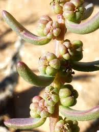 Image result for Suaeda monoica