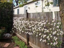 07.10.2020 · read on for information about training clematis vines. A Great Way To Train A Clematis Or Any Vine Clematis Montana Rubens Clematis Montana Clematis