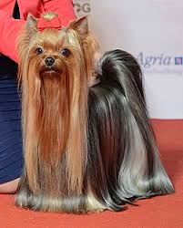 Here is the dog price list in india. Yorkshire Terrier Wikipedia