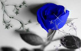 Wallpapers similar to sky blue rose. Blue Rose Wallpapers Wallpaper Cave