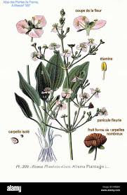 Image result for Alismataceae