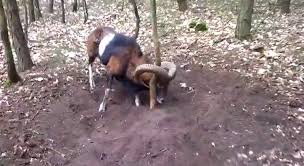 Stuck to a Tree, Wild Sheep's Majestic Horns Freed By Jogger (WATCH) - Good News Network