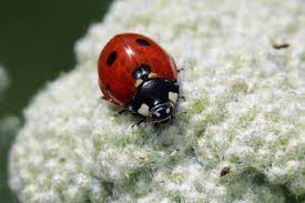 If you don't have a lot, just leave them. Keep Ladybugs Out Of Your House Hgtv