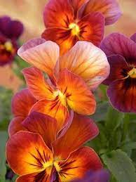 Pansies Beautiful Flowers Flowers Beautiful Blooms