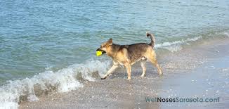 Click see rates to see rates for your dates. Sarasota Dog Parks Dog Beaches Wetnoses Of Sarasota Fl Dog Beach Dogs Dog Life