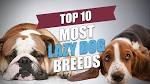 15 Lazy Dog Breeds (For Those Who Prefer Them!) | PetHelpful