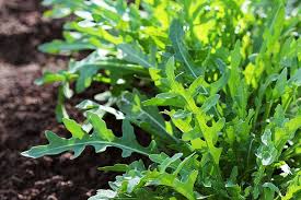 Remember to cut as many as you need only because the more you cut the more it would produce. How And When To Harvest Arugula Gardener S Path