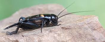 Cricket Symbolism Dreams And Messages Spirit Animal Totems