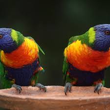 I bet they both claim they know warren buffet! Rainbow Lorikeets Full Profile History And Care