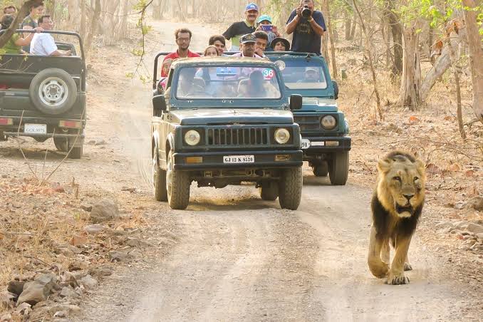 Asiatic lion in Gir National Park