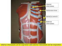 In this video we will go over the main muscles in the chest, abdomen, pelvis and back. Muscles Of The Chest Abdomen Abdominal Anatomy Muscles Anatomy Of Human Abdominal The Chest Muscles Were Easy To Differentiate Pia Warnock