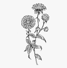 Aster flowers (aster spp.) add color to the autumn landscape while offering beauty with little work when caring for asters.growing asters often bloom in late summer and fall, but the alpine aster offers blooms in spring. Transparent Aster Clipart Transparent Flower Line Drawing Hd Png Download Kindpng