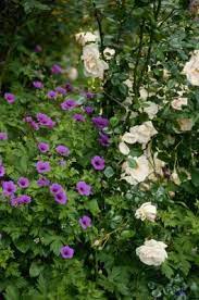 We did not find results for: What To Plant In Front Of A Knockout Shrub Rose