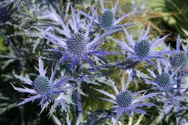 Check out our sea holly seed selection for the very best in unique or custom, handmade pieces from our craft supplies & tools shops. Eryngium Sea Holly Seed X 50 Hardy Perennial Bee Friendly 2 50 Picclick Uk