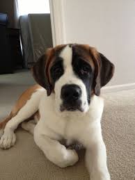 Black And White St Bernard Puppy Black And White Short Haired Saint Bernard Puppies Kurzhaarige Hunde Bernhardiner Hund Bernhardiner