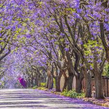 Image result for Jacaranda mimosifolia