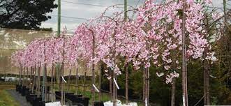 Flowering trees trees and shrubs trees to plant peach tree care peach trees dwarf peach tree dwarf trees the height of dwarf lemon trees. Weeping Cherry Tree Clearance News Plant Sales Plant Specials Plants Hello Hello Plants Garden Supplies