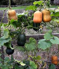 It is not uncommon for many varieties to produce vines that are 20 to 30 feet long. Climbing Honey Nut Butternut Squash Are Only 4 To 5 Inches Long With A Sweet Nutty Flavor The Vines Are Eas Squash Trellis Pumpkin Trellis Squash Planting