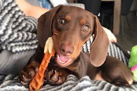 Dental problems in dogs are more common than you might think. 5 Easy Ways To Keep Your Dog S Teeth Clean American Kennel Club