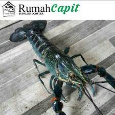 Penyebab kegagalan cara ternak lobster air tawar. Jual Lobster Air Tawar Konsumsi Hidup Size Large Qty 5 10 Ekor Per Kg Di Lapak Rumah Capit Bukalapak