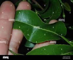 Image result for Casearia battiscombei