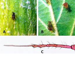 Image result for Isaria sp.