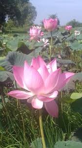 Elenco dei prodotti per marca champ de fleurs. Champs De Fleurs De Lotus Picture Of Sokmonorom Day Tours Siem Reap Tripadvisor
