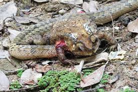 Snakes, eat their prey alive, while venomous snakes usually inject venom into the animal and swallow it after it is dead. How Kukri Snakes Kill These Snakes Can Devour The Insides Of Prey