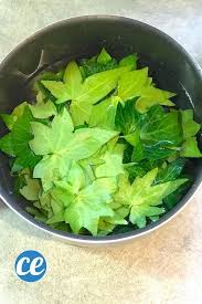 La Lessive Au Lierre La Recette Efficace Qui Ne Vous Coutera Pas Un Rond Recette En 2020 Lessive Recette De Lessive Lessive Bio