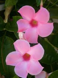 Lantana seedlings can be invasive, so plant selections that set little or no seed such as 'gold mound' and 'pinkie.' Vine Plant With Pink Flowers Shefalitayal