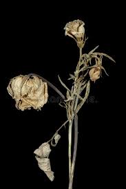 879 Dying Flower Black Background Photos Free Royalty Free Stock Photos From Dreamstime Better than any royalty free or stock photos. dying flower black background photos