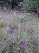 Image result for Berkheya setifera