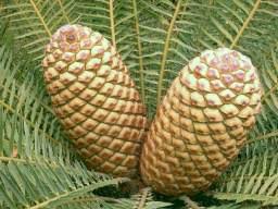 Image result for Encephalartos lebomboensis