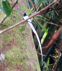 Black And White Bird With Orange Beak And Long Tail Pin On Birds Of Hohoe Ghana