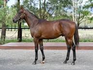 Portelli Racing | Racehorse Training Australia