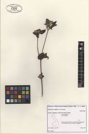 Image result for Synedrella nodiflora