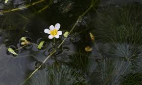 Image result for Cabombaceae